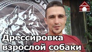 206. Воспитание собаки старше года. Дрессировка взрослой собаки. Предисловие