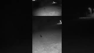 03 28 25 MANY NEIGHBORHOODS CATS WALK THROUGH THE FARM  #wildlife #neighborhoodcats
