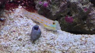 Diamond Goby kicking hermit crab out