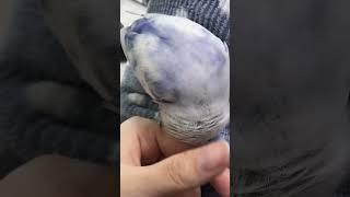 만져 주라 줘 ️ #parrot #shorts #김꾸꾸