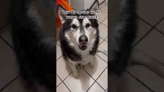 Don’t go to work erin #dogparent #funnyvideo #dogvideo #siberianhusky #talkingdog #huskylife