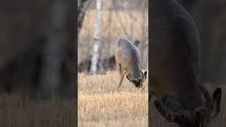 Male Siberian roe deer Гуран  #wildlife #shorts