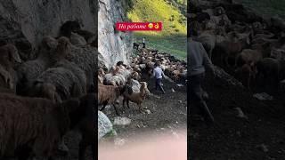 Кой кармасан ТУЙШУГУНО чыдайсын  Сапатка конул болсон Акча ОЗУ келет #арашанская_порода