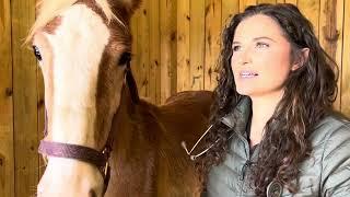 DRAFT HORSES // Belgian colts get their vaccines from veterinarian