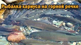 Рыбалка на ХАРИУСА в тайге на горной реке УС. Рыбалка в июле 2024 года