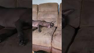 'sanach was a tad neurotic today  #dog #dogsofyoutube #xoloitzcuintli ##mexicanhairless