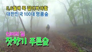 대중교통으로 만나는 대한민국 100대 명품숲길/눈과 귀가 맑아지는 길 잣향기푸른숲  #서리산철쭉  #잣향기푸른숲 #축령산  #대한민국100대명풍숲