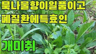 개미취(자원,자완)- 이름답지않게 당당한모습의 산나물,기관지염,폐질환,천식,감기,몸살,이뇨,살충의 효능있는 나물약초