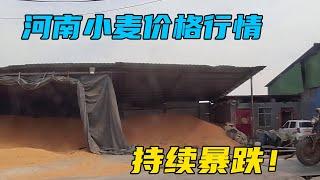 河南小麦价格持续暴跌，你们那行情怎么样？【三农雷哥】