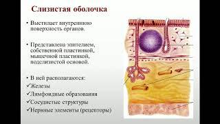 Анатомия 5.Пищеварительная система