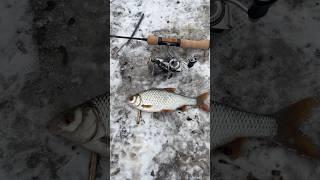 Рыбалка на ККС. Ловля плотвы на кренки. #daiwa #рыбалка #daiwalover #fishing #микроджиг #мормышинг