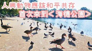 【超反思】和動物共存的世界其實很自然很舒服｜首次來Hyde Park 海德公園｜W Carriage Dr｜Hyde Park Wonderland Ice Rink場地｜UK