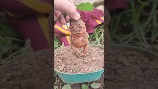 I planted mandrake from Harry Potter ️️#cute #harrypotter #food #fyp #shorts