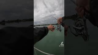 #fishing #pesca #fish #pescaspinning #perte #spigola #daiwa #shimano #branzino #mare #laguna