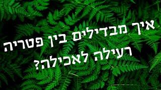 איך מבדילים בין פטריה רעילה לאכילה?