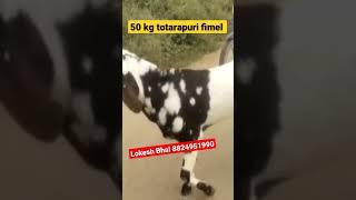#totapuri  fimel live weight 50 se 55 kg rk sheep farm ajmer