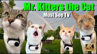 Mr. Kitters the Cat  Must See TV presents Wonderful Discoveries! 