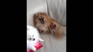 Funny dog rubbing his belly