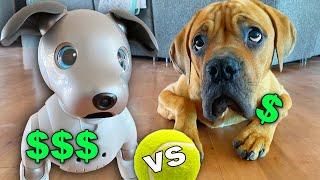 $3,000 vs $300 Dog Challenge! (Blind Dog reacts to Robot Dog)