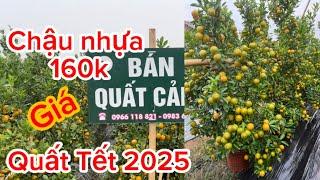 Vườn bô chậu nhựa với dù 50 giá rẻ của bạn Long quất Tết 2025