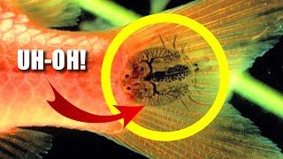 Fish Lice Facts: FISH PARASITES  Animal Fact Files