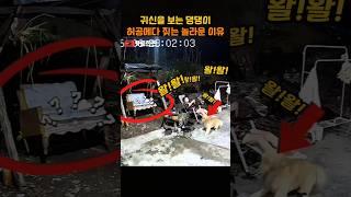 귀신을 보는 댕댕이 허공에다 짖는 놀라운 이유
