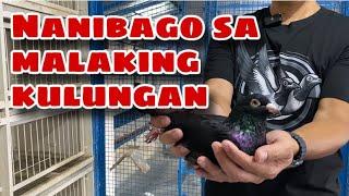 NANIBAGO SA MALAKING KULUNGAN |Reggie Cruz Loft & Aviary #reggiecruzloftandaviary #racingpigeon