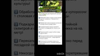 секреты выращивания огурцов.