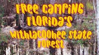 Free Camping Florida's Withlacoochee State Forest