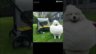My Samoyed is going to explore the universe