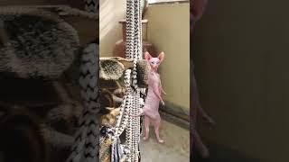 Cat Dance Vibes: Too Cute to Miss!"#DanceParty#GroovyCats#DanceChallenge#FunnyAnimal @thefunnykeeda