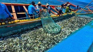 WORLD’S LARGEST CATCH! TODAY Billions Marckerl Fish Hauled In Single Fishing Trip Wow | SEAFISHING