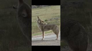 Coyote Sounds of Howling and Barking | Canis latrans Sounds