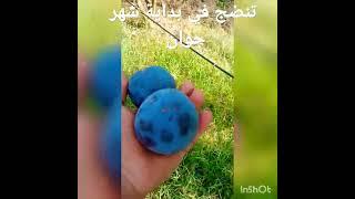 أنواع البرقوق في الجزائر برقوق black splaender نوع مبكر ينضج في بداية شهر جوان