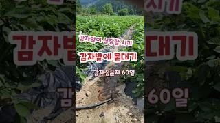 감자밭에 물데기.감자성장을 위해  물데줄 시기 괴산젊은농부 #shorts