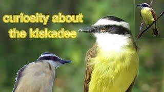 curiosities about the kiskadee