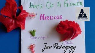 DISSECTION OF A HIBISCUS FLOWER - English and Tamil