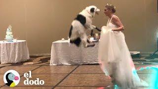 Perro bailador se luce en la boda de su mamá | El Dodo