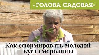 Голова садовая - Как сформировать молодой куст смородины