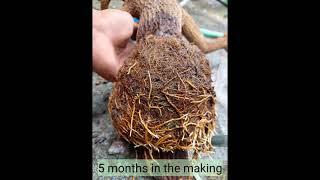 Bonsai Materials Propagation (Larhe Tamarind Marcot)