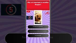 beagle quiz clip4#viralshort ,#shorts
