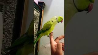 my pet #parrot #talkingparrot #birds #cute #talkingbird #talkingparot #petbird #nonstoptalkingparr