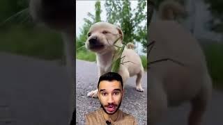 اكتر حشرة مرعبة ومخيفة - فرس النبي ليه اتسمي كده!!