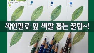 색연필기초/색연필로 잎 색깔 뽑는 꿀팁! /색연필 보태니컬아트 기초/colored pencils botanical art