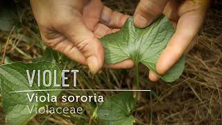 VIOLET Love: How to bring this wild potent food & gentle medicine into your life.