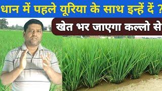 धान का खेत भर जाएगा कल्लो से पहले यूरिया के साथ दीजिए कुछ और खाद। paddy first uria fartilizer