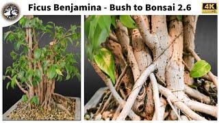 Ficus Benjamina - Bush to Bonsai 2.6