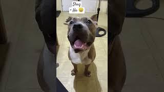 Remove the first and last letter of your name  #dog #pitbull #rafi #pitbull #americanbully