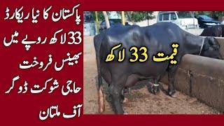 World Record Buffalo sale  33 Lacks ll Hajji Shouqat Dogar of Multan 10/21/2021