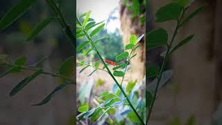 #nature #villages #butterflyflower #village #flower #bestvillage #butterflygarden #gardening